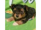 Chorkie Puppy for sale in Effingham, IL, USA