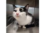 Bella Domestic Shorthair Adult Female