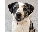 Brooks Australian Cattle Dog Adult Male