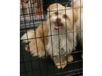 Poppy-In a Foster Home Shih Tzu Adult Male