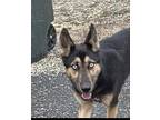 Maggie German Shepherd Dog Adult Female