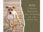 Buck American Staffordshire Terrier Young Male