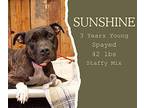 Sunshine American Staffordshire Terrier Adult Female