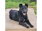 Paxton Labrador Retriever Adult Female