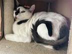 Dots Domestic Shorthair Young Female
