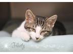 Felicity Domestic Shorthair Young Female