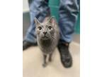 Bean Martin - Bonded to Cat King Cole Domestic Shorthair Adult Male