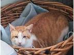 Marty (male) Domestic Shorthair Adult Male