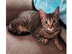 Loki (male) Domestic Shorthair Young Male