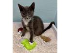 Josie Domestic Shorthair Kitten Female