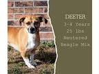 Deeter Beagle Adult Male