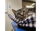 Molly Domestic Shorthair Adult Female