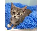 Faye Domestic Shorthair Kitten Female