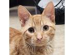 Siro Domestic Shorthair Young Male