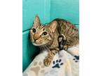 Cat King Cole - Bonded to Bean Martin Domestic Shorthair Adult Male