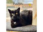 Patches Domestic Shorthair Adult Male
