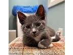 Callie Domestic Shorthair Kitten Female