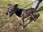 Lucious Catahoula Leopard Dog Senior Male