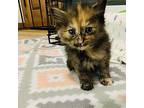 Mosi Domestic Shorthair Kitten Female