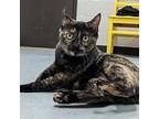 Madre Domestic Shorthair Adult Female