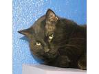 Spook Domestic Shorthair Adult Male