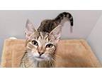 Shadrick Domestic Shorthair Young Male