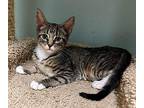 Malia Domestic Shorthair Kitten Female