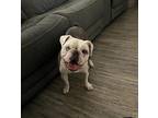 Lulu English Bulldog Adult Female