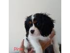 Cavalier King Charles Spaniel Puppy for sale in Colorado Springs, CO, USA