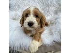 Goldendoodle Puppy for sale in Huntsville, AL, USA