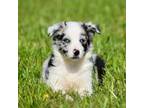 Border Collie Puppy for sale in Bokoshe, OK, USA