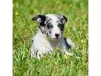 Border Collie Puppy for sale in Bokoshe, OK, USA