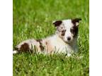 Border Collie Puppy for sale in Bokoshe, OK, USA