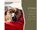 Kyoshi American Pit Bull Terrier Young Female