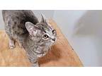 Lulu Domestic Shorthair Kitten Female