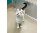 Luke Domestic Shorthair Adult Male