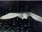 Large Oil Painting Snowy Owl Night Winter Animal Wildlife Bird Art by A. Joli