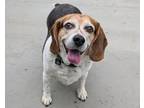 Clarence aka Jack Beagle Senior Male