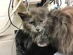 Andromeda Domestic Longhair Adult Female