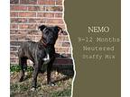 Nemo American Staffordshire Terrier Young Male