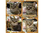Crumpet - In a Foster Home! Domestic Shorthair Young Female