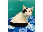 Leia Domestic Shorthair Adult Female