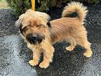 Allie Border Terrier Adult Female