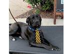 Maui the Dapper Dude Mastiff Young Male