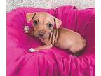 Sesame Seed Chihuahua Puppy Female