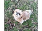 Chipina-In A Foster Home Shih Tzu Adult Female