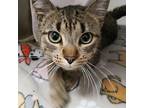 Charles Domestic Shorthair Young Male