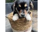 Cardigan Welsh Corgi Puppy for sale in Grants Pass, OR, USA