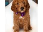 Goldendoodle Puppy for sale in Austin, TX, USA