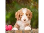 Goldendoodle Puppy for sale in Huntsville, AL, USA